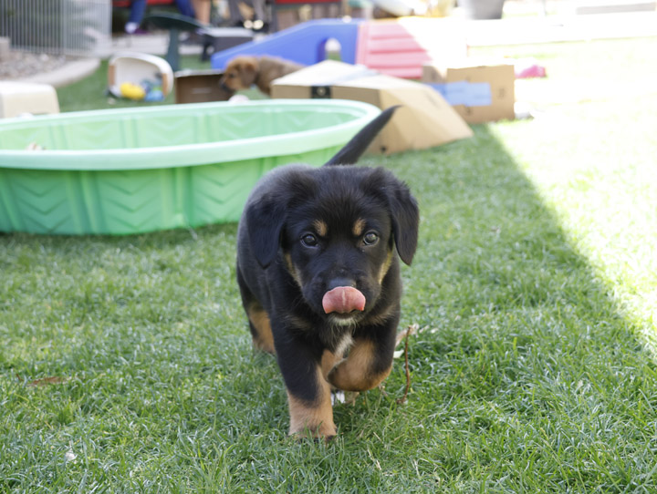 chinook dog